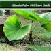 see more listings in the Tropical Plant Seeds section