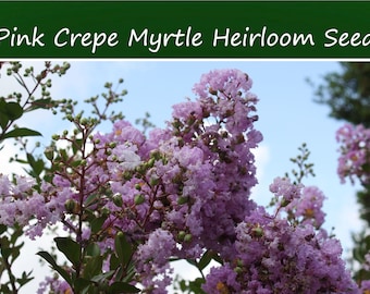 20 Crepe Myrtle Seeds- Pink Blooms