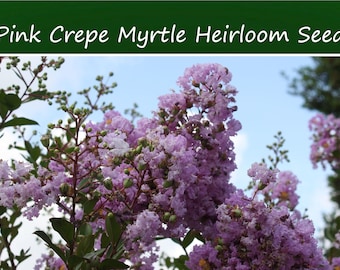 Tropical Tree Seeds -Crepe Myrtle-20 Seeds- Pink Blooms- Small Tropical Tree -Shrub Zones 8+ -Container Gardening