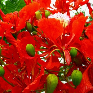 May include: Close-up of a cluster of bright red flowers with green seed pods. The flowers have a delicate, ruffled texture and are arranged in a dense, vibrant mass.