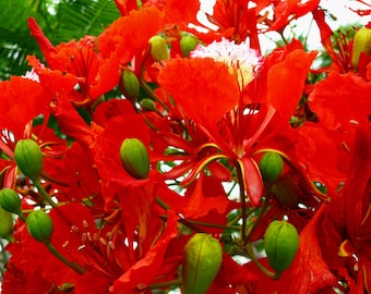 Tropical Seeds - Flame Tree 10 Heirloom Seeds -Delonix regia