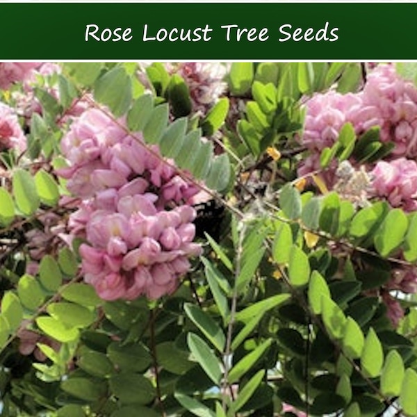 Heirloom Seeds -Rose Locust Tree- 10 Tree Seeds - Robinia hispida-Low Supply