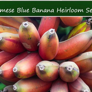 5 Heirloom Tropical Seeds-Burmese Blue Banana -Nice Container Plant -Ornamental -Musa itinerans-Save Big on More Packs -Mix and Match! Sale!