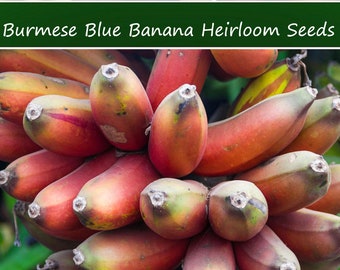 Tropical Seeds -Burmese Blue Banana - 5 Seeds - Perfect Container Plant -  Ornamental -Musa itinerans