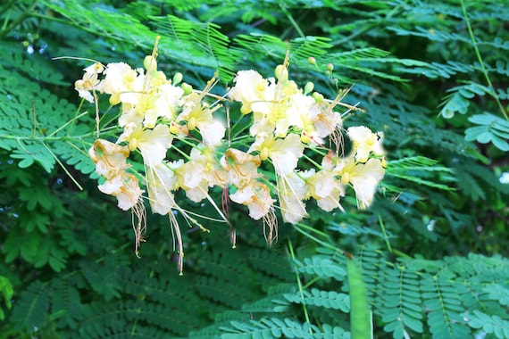 Tropical Seeds -white Peacock Flower- 5 Seeds- See Listing Below -container  -deck Gardens-caesalpinia Pulcherrima - Etsy Israel