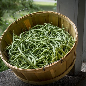 May include: A wooden bushel basket filled with fresh green string beans.