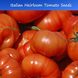 20 All Natural Heirloom Tomato Seeds -Italian Heirloom - Vegetable Seeds  -Save Big on More Packs -Mix and Match- Sale!
