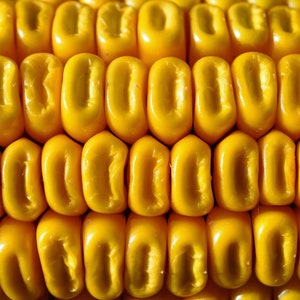 May include: Close-up of a corn cob with rows of golden yellow kernels.