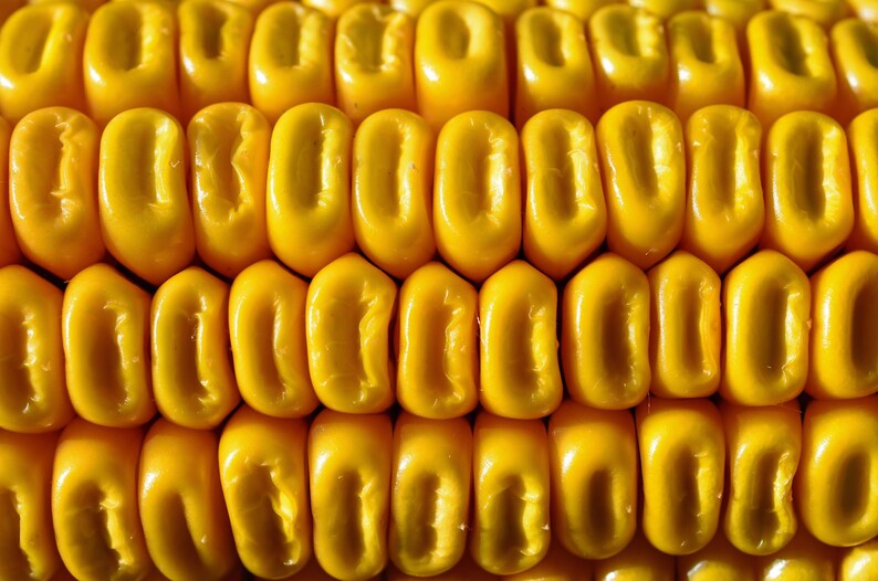 May include: Close-up of a corn cob with rows of golden yellow kernels.