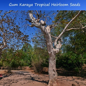10 Heirloom Tropical Seeds-Gum Karaya - Bonsai or Container Growing- -Sterculia Urens-Save Big on More Packs -Mix and Match! Sale!