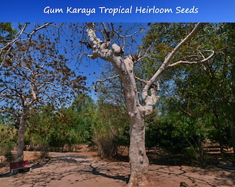 Tropical Seeds-Gum Karaya -10 Seeds -  Rare Seed -See- Bonsai or Container Growing- -Sterculia Urens