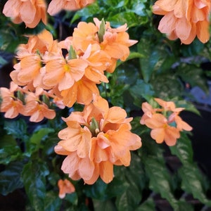 Tropical Flower Seeds-Orange Marmalade-10-Heirloom Seeds -Multi-Use Ornamental Tropical -Crossandra