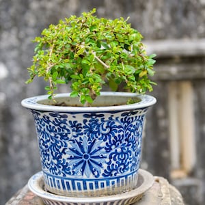Tropical Seeds -Toothbrush or Mustard Tree- 10 Heirloom Seeds - Multi-Use -Salvadora persica-Save Big on More Packs -Mix and Match- Sale!