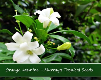 Tropical Seeds  -Orange Jasmine - 5 Seed Pack -Murraya paniculata -Great potted Tropical -Multi-use Plant