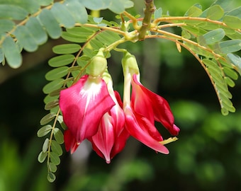 Sesbania grandiflora -10 Seeds - Red Hummingbird Tree  -Ornamental tropical- Seed Pack