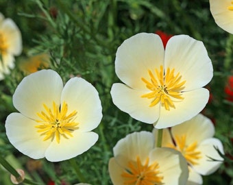 100 Heirloom Flower Seeds -California White Linen Poppy-Nice Color!