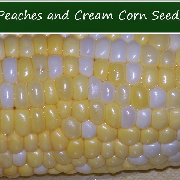 Stunning Peaches And Cream Corn Seeds Pictures