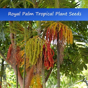 Tropical Seeds - Royal Palm - 20 Heirloom Seeds- -Roystonea regia-Save Big on More Packs -Mix and Match! Sale!
