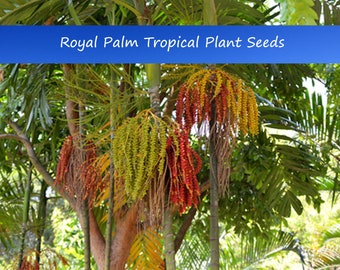 Tropical Seeds - Royal Palm - 20 Heirloom Seeds- -Roystonea regia-Check Out All of Our Sale Items!