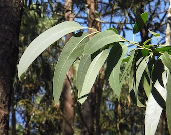 Seed Pack -20 SEEDS - Eucalyptus citriodora Tree - Lemon-Scented Gum -See Description- Aromatic Leaves and flowers