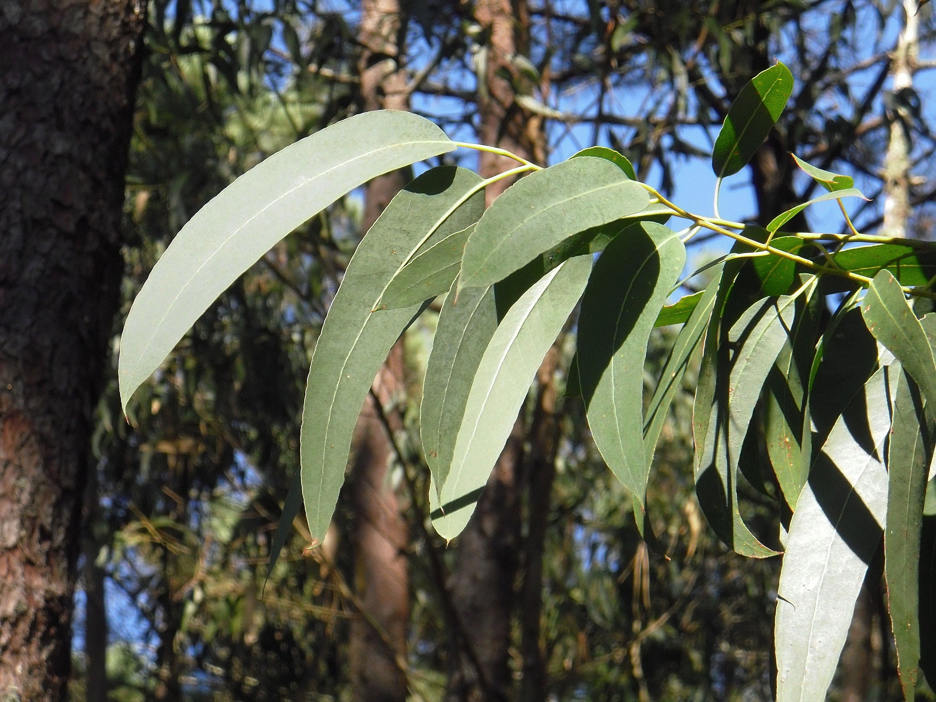 20+ Lemon Scented Eucalyptus Plant