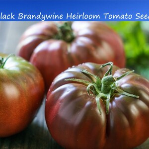 20 Heirloom Tomato Seeds-Black Brandywine Tomato -- Large Delicious Fruit -Amazing Color-Save Big on More Packs -Mix and Match! Sale!