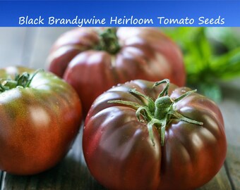 Tomato Seeds-Black Brandywine Tomato -20 Vegetable Seeds- Large Delicious Fruit -Amazing Color- Rich Flavor- Perfect for Slicing - Salads