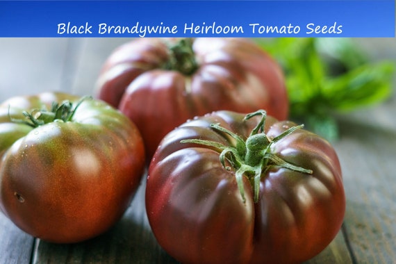 Tomato Seeds-black Brandywine Tomato 20 Vegetable Seeds Large