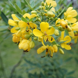 10 Heirloom Tropical Seeds-Cassia Siamea Kassod - Save Big on More Packs -Mix and Match- Sale!