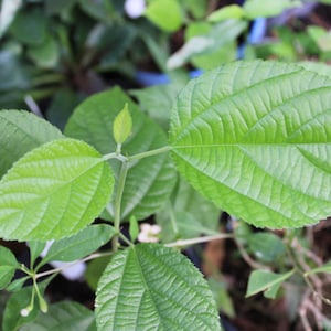 Grewia Asiatica Plant - Etsy