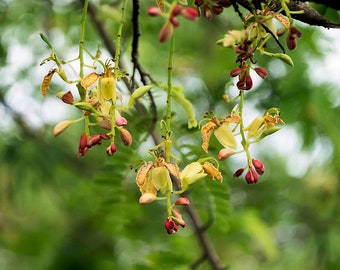 10 Tropical Tamarind Tree Seeds! Multi Purpose plant-  Tamarindus indica