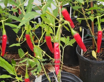 Pepper Seeds -Cowhorn Chile Pepper -10 Heirloom Seed -3" Fruits