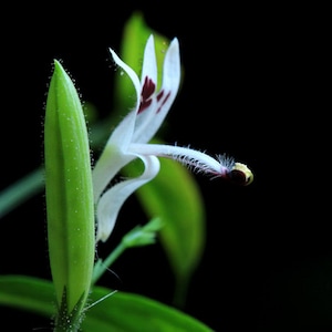 May include: A white flower with maroon spots blooms on a green stem. The flower has a long, thin white stamen with a yellow tip.