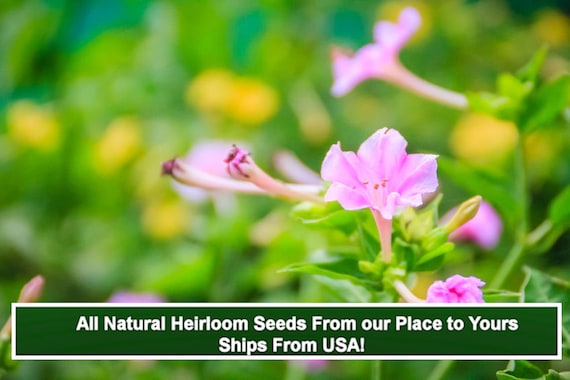 100 Heirloom Pink Four O'clock Flower Seeds- - Buy More Save More-Mix &  Match!