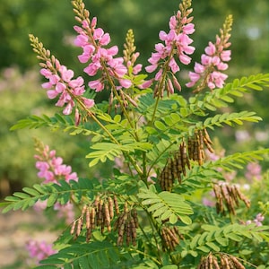 10 True Indigo Tropical Seeds! - Indigo tinctoria