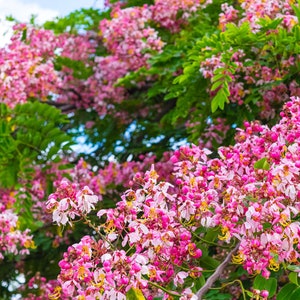 10 Heirloom Tropical Burmese Pink Tree Seeds!  Cassia renigera
