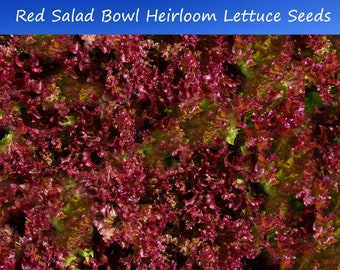 Vegetable Seeds- Red Salad Bowl Leaf Lettuce - 250 Heirloom Seeds