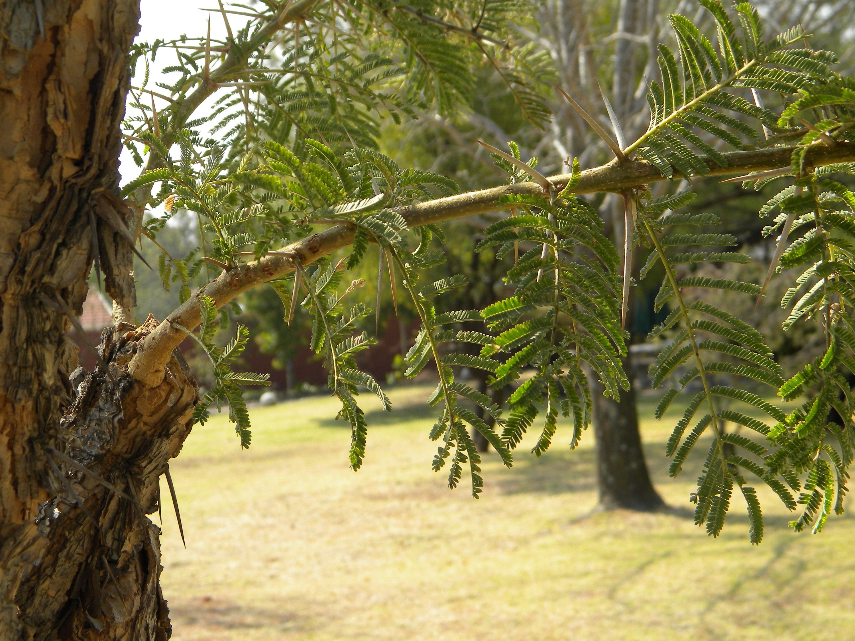 10 Heirloom Rusty Acacia Tree Seeds - Acacia Ferruginea - Etsy