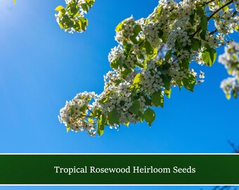 Tropical Seeds - East Indian Rosewood - 10 Seeds-Tropical Ornamental Container Gardening - Dalbergia latifolia