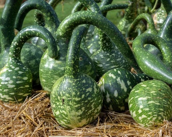 5 Seeds -Speckled Swan Gourd - Lagenaria siceraria -Fun for Kids