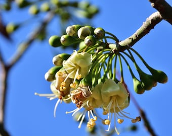 May include: Close-up of a cluster of white flowers with yellow centers, blooming on a branch against a blue sky. The flowers are surrounded by green buds.