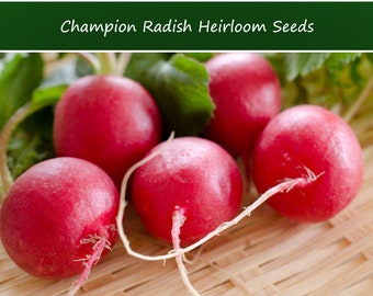 Vegetable Seeds - Champion Radish-100 Heirloom Seeds-  All Natural - Big Red Beauties With Big Taste! A true Champion!