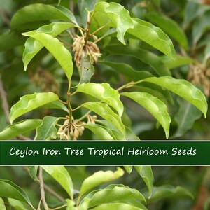 5 Tropical Heirloom Seeds -Ceylon Iron Tree  Good Container Plant -Manilkara Hexandra -Save Big on More Packs -Mix and Match- Sale!