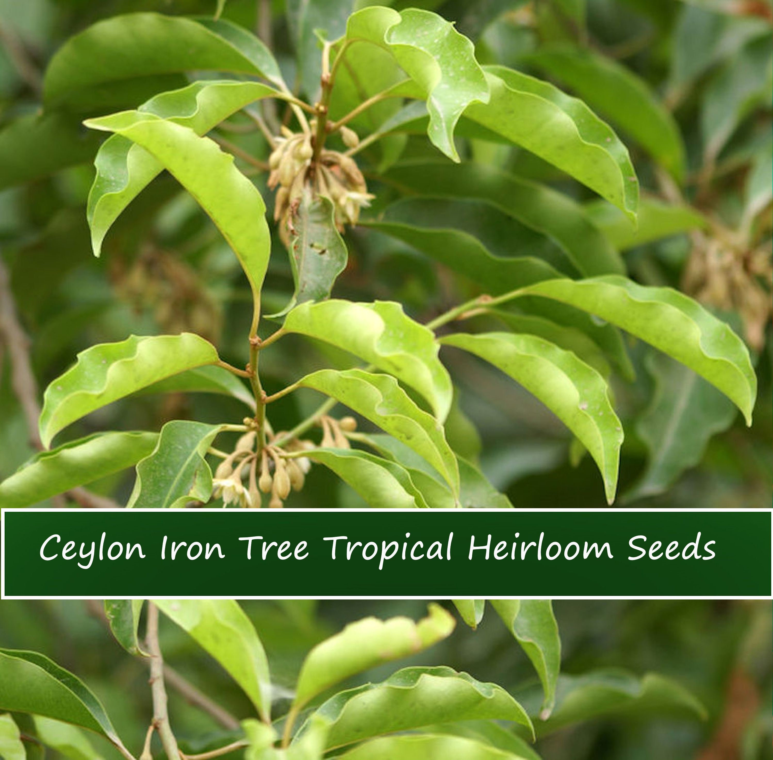 5 Tropical Heirloom Ceylon Iron Tree Seeds - Good Container Plant ...