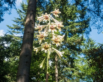 Lily Seeds-20 Giant Himalayan Lily Largest of All Lilies!  Cardiocrinum giganteum