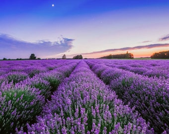 Flower Seeds-  Lavender angustifolia  var “vera“ 100 Seeds