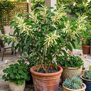 10 Tropical Hickory Wattle Tree Seeds!  Acacia mangium-Forest Mangrove