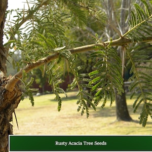 Rusty Acacia - 10 Heirloom Tree Seeds -See Listing - Acacia ferruginea