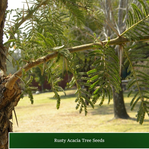 Rusty Acacia - 10 Heirloom Tree Seeds -See Listing - Acacia ferruginea