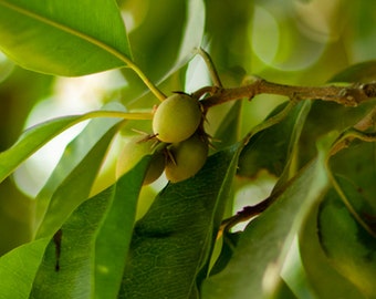 Spanish cherry and Bullet wood 40 seed Mimusops elengi Molsri Medlar Spanish cherry and Bullet wood 40 seed Mimusops elengi Molsri Medlar